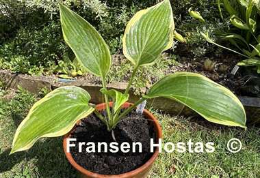 Hosta Oyster Bar